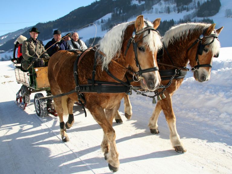 Genießen Sie romantische Momente bei einer Pferdeschlittenfahrt an Weihnachten Eine Pferdekutsche auf einem Schlitten im Schnee